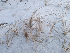 Carex sabulosa