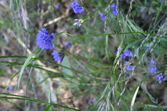 Gilia achilleifolia
