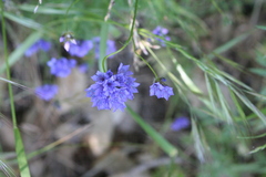 Gilia achilleifolia