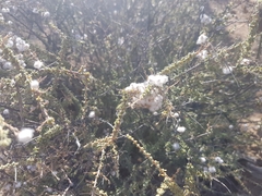 Eriocephalus microphyllus