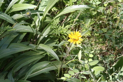 Helianthus californicus