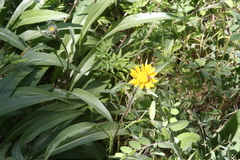 Helianthus californicus