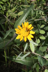 Helianthus californicus