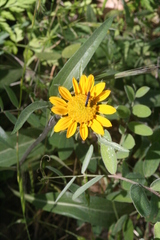 Helianthus californicus