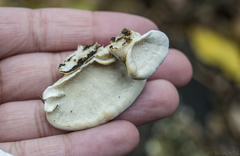 Trametes versicolor