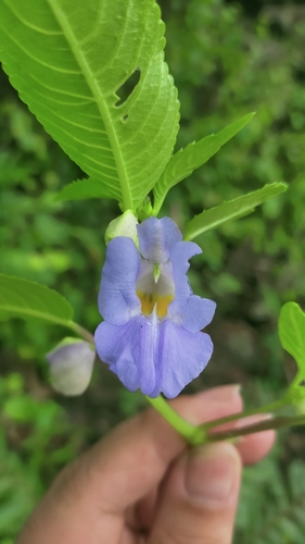 Impatiens zygosepala