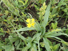 Hypoxis galpinii