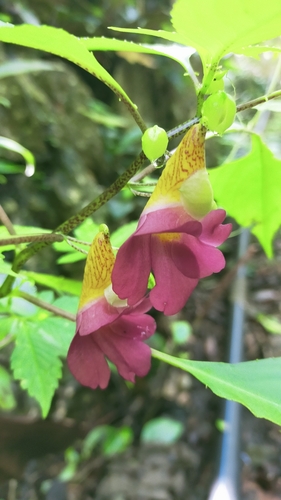 Impatiens ruthiae