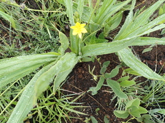 Hypoxis galpinii