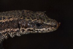 Aran Rock Lizard photo 2