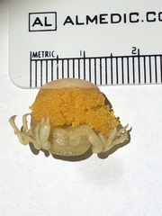 Fabia subquadrata