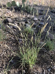 Muhlenbergia alopecuroides