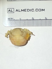 Fabia subquadrata