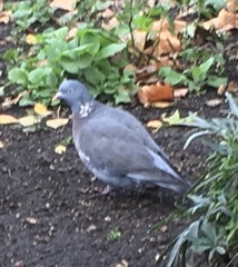 Columba palumbus