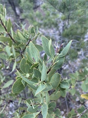 Forestiera pubescens pubescens