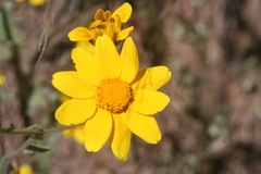 Monolopia gracilens