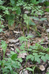 Osmorhiza brachypoda
