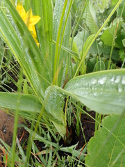 Hypoxis galpinii