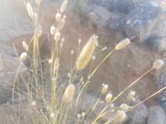 Fingerhuthia africana