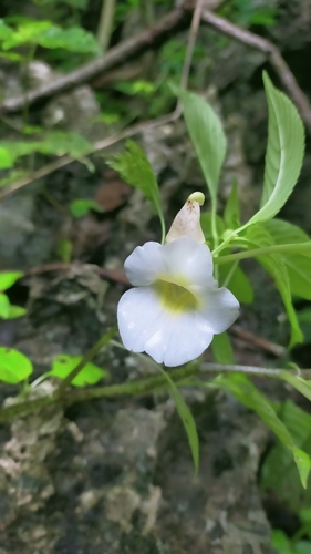 Impatiens albocolumba