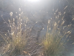 Fingerhuthia africana