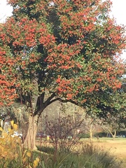 Cotoneaster glaucophyllus