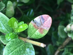 Calonectria pseudonaviculata