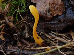 Clavulinopsis helvola