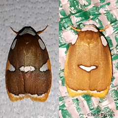Lobobasis niveimaculata
