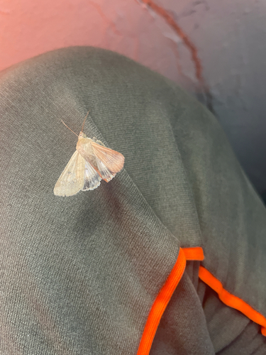 Cotton Bollworm Moth