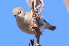 Eremomela icteropygialis