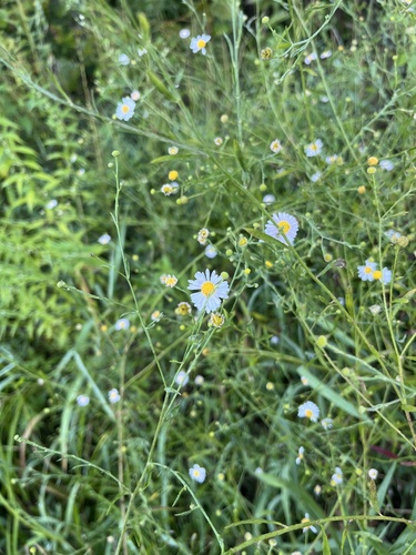 Boltonia asteroides iNat (2)