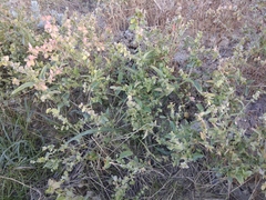 Atriplex aucheri
