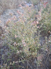 Atriplex aucheri