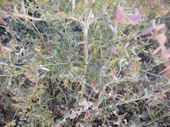 Atriplex aucheri