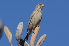 Crithagra atrogularis