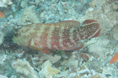 Cephalopholis urodeta