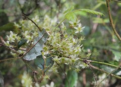 Rubus schmidelioides schmidelioides