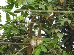 Glaucidium peruanum