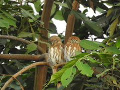Glaucidium peruanum