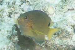 Pomacentrus spilotoceps