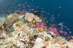 Chaetodon kleinii