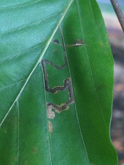 Stigmella tityrella