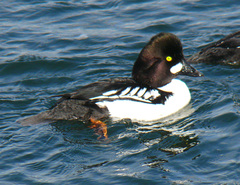 Bucephala clangula × islandica