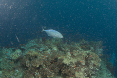 Craterognathus plagiotaenia