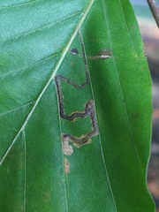 Stigmella tityrella