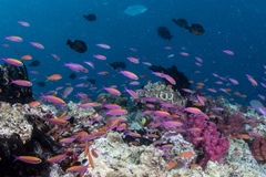 Luzonichthys waitei