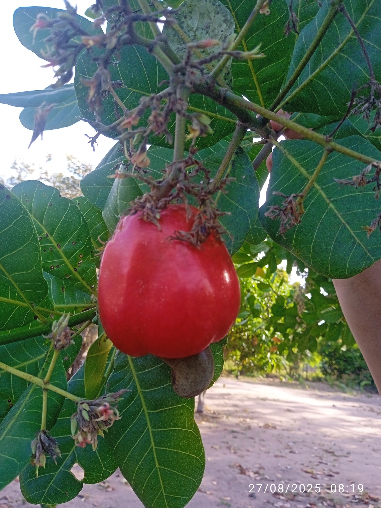 Anacardium occidentale