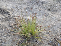 Cyperus pannonicus