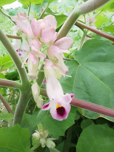 Cat's Claw